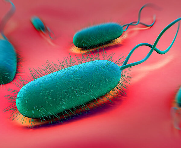 Sintomi Helicobacter pylori